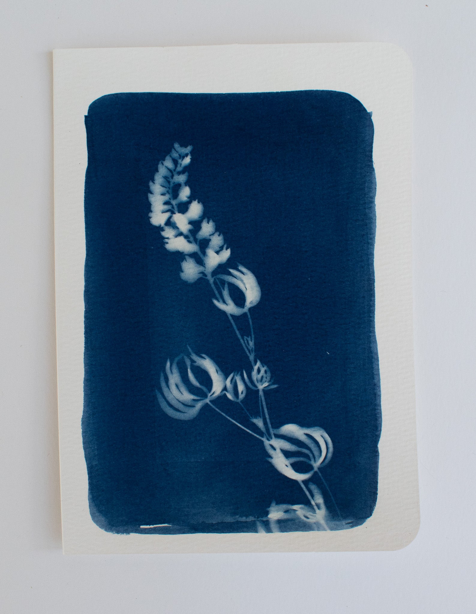 Square Lupine Card
